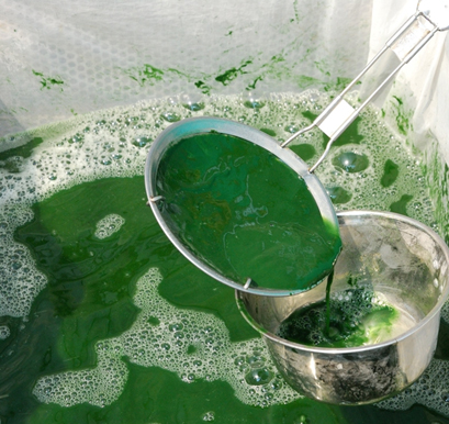 algae soup
